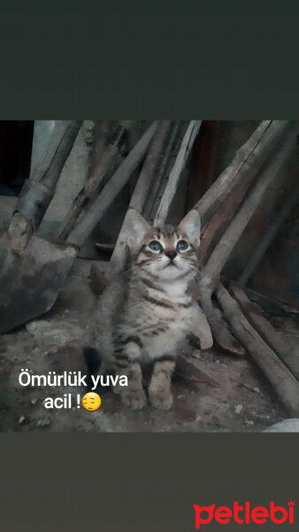 Chinchilla, Kedi  Badem fotoğrafı