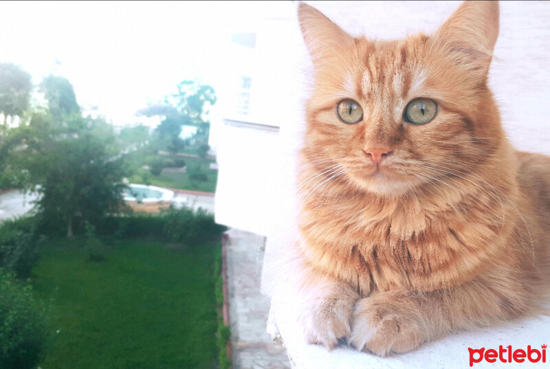 Chinchilla, Kedi  Badem fotoğrafı