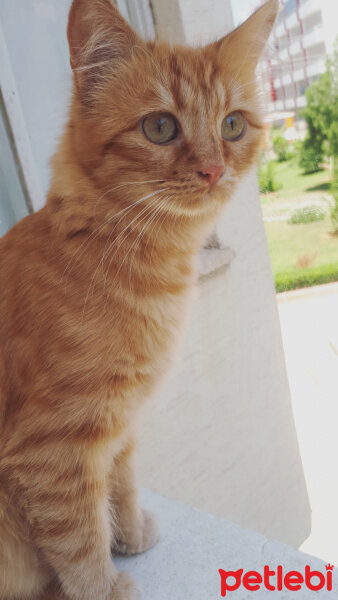 Chinchilla, Kedi  Badem fotoğrafı