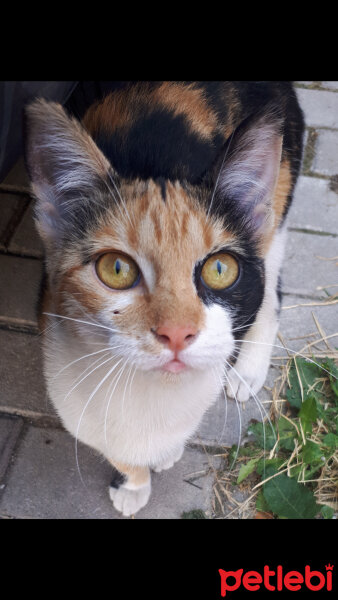 Chinchilla, Kedi  Badem fotoğrafı