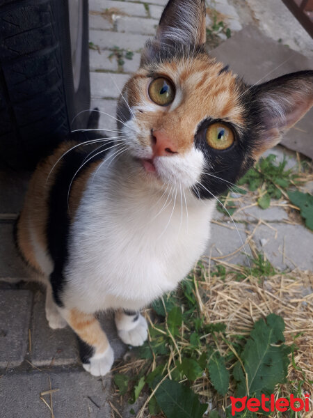 Chinchilla, Kedi  Badem fotoğrafı