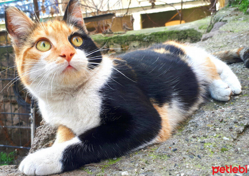 Chinchilla, Kedi  Badem fotoğrafı