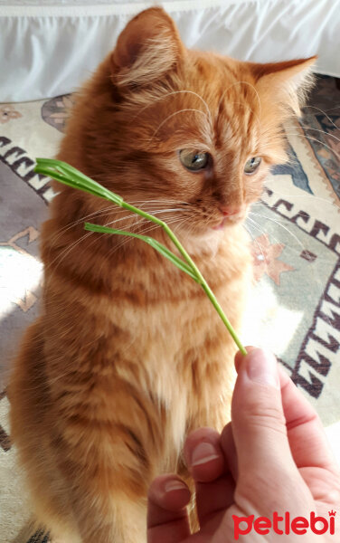 Chinchilla, Kedi  Badem fotoğrafı