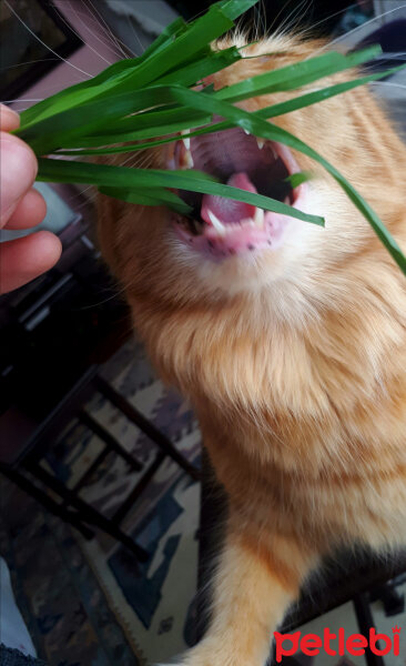 Chinchilla, Kedi  Badem fotoğrafı