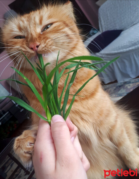 Chinchilla, Kedi  Badem fotoğrafı