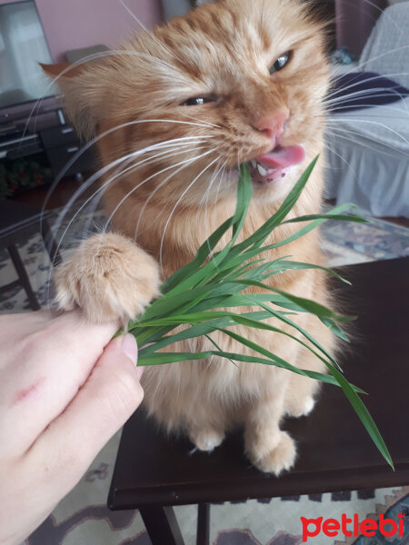 Chinchilla, Kedi  Badem fotoğrafı