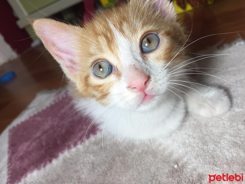 Chinchilla, Kedi  Badem fotoğrafı