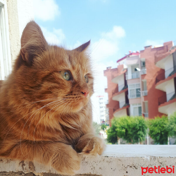 Chinchilla, Kedi  Badem fotoğrafı