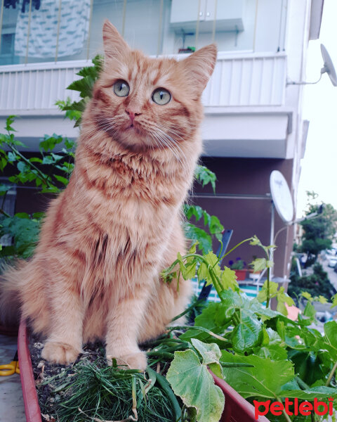 Chinchilla, Kedi  Badem fotoğrafı