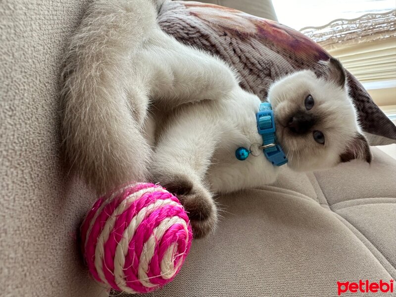 Scottish Fold, Kedi  Pamuk fotoğrafı