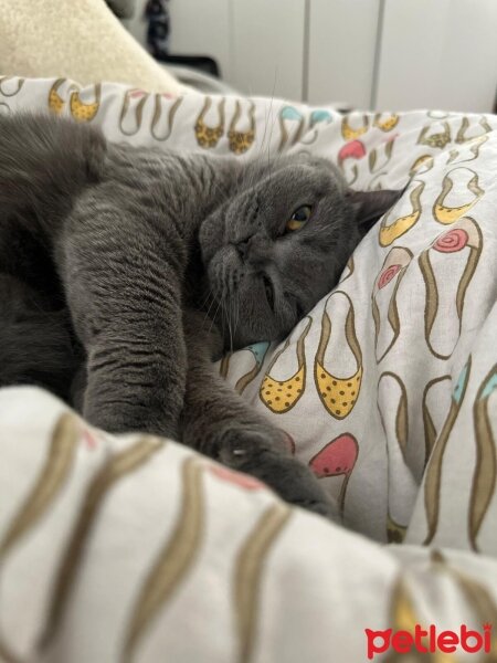 British Shorthair, Kedi  Toz fotoğrafı