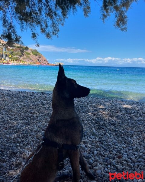 Belçika Malinois, Köpek  HERA fotoğrafı