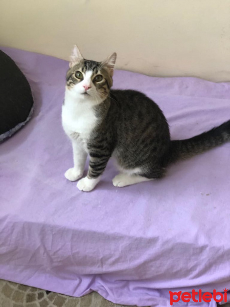 Tekir Kedi, Kedi  MİNNAK  fotoğrafı