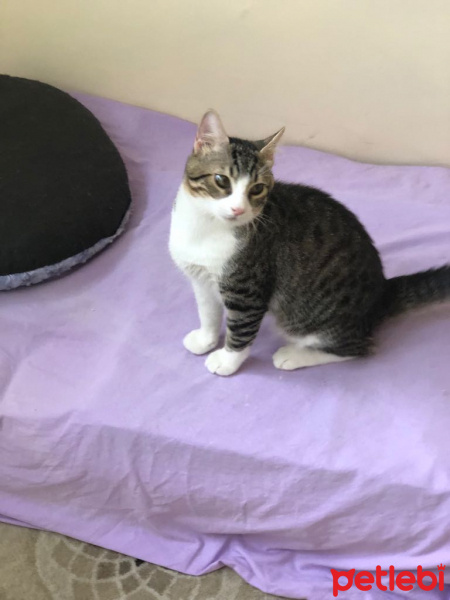 Tekir Kedi, Kedi  MİNNAK  fotoğrafı