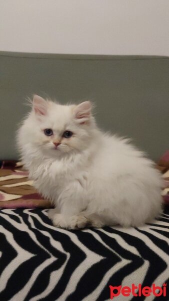 British Longhair, Kedi  Mia fotoğrafı