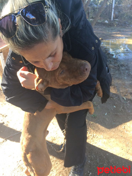 Amerikan Pitbull Terrier, Köpek  Cano fotoğrafı
