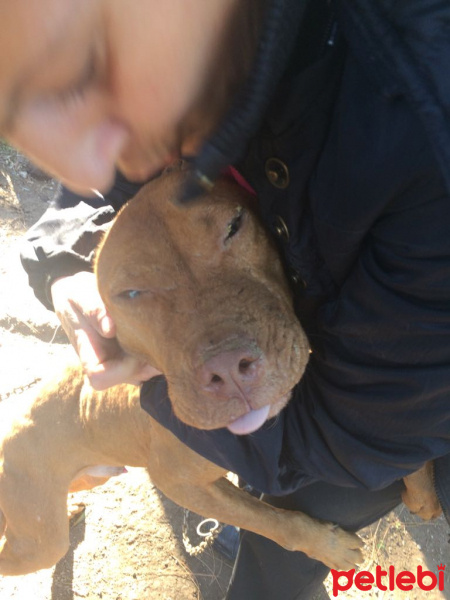 Amerikan Pitbull Terrier, Köpek  Cano fotoğrafı
