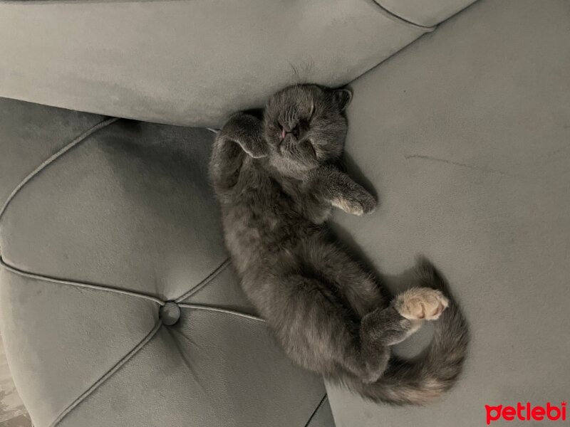 British Shorthair, Kedi  Luna fotoğrafı