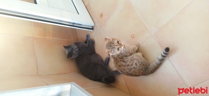 Scottish Fold, Kedi  Bella fotoğrafı