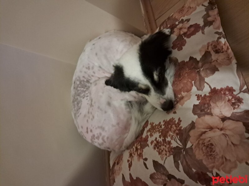 Border Collie, Köpek  Zeytin fotoğrafı