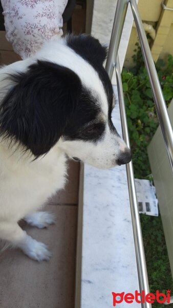 Border Collie, Köpek  Zeytin fotoğrafı