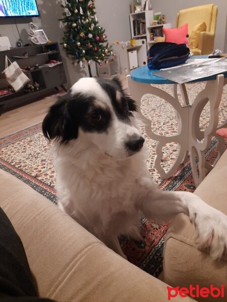 Border Collie, Köpek  Zeytin fotoğrafı