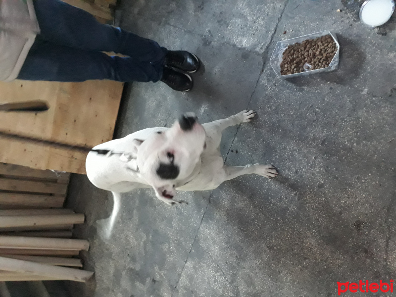 Dogo Arjantin, Köpek  candy fotoğrafı