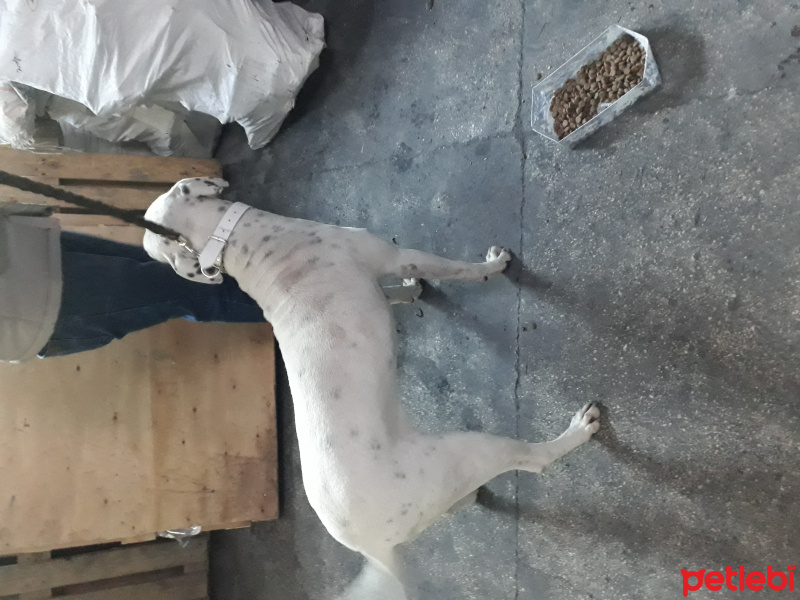 Dogo Arjantin, Köpek  candy fotoğrafı