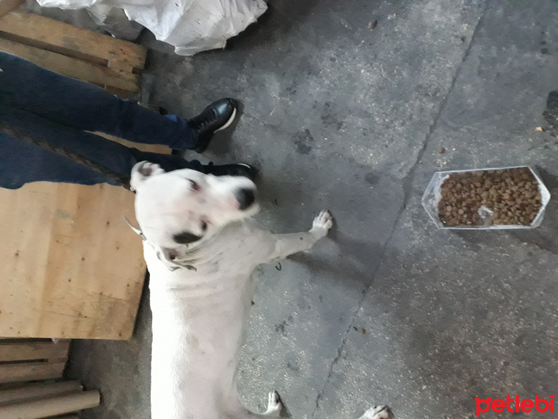 Dogo Arjantin, Köpek  candy fotoğrafı