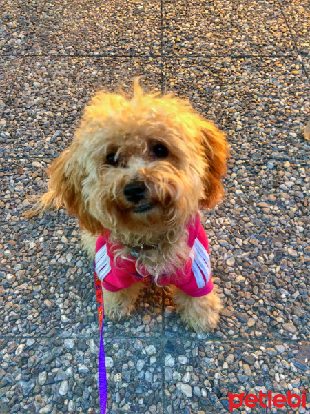 Poodle (Minyatür Kaniş), Köpek  Bal fotoğrafı