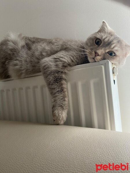 Scottish Fold, Kedi  minnoş fotoğrafı