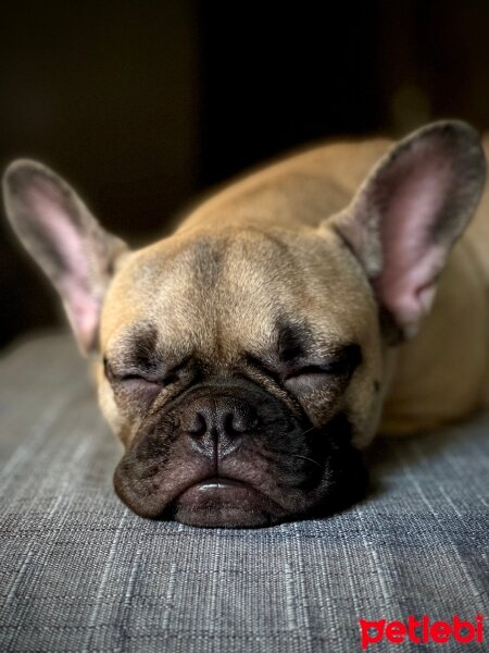 Fransız Bulldog, Köpek  Salça fotoğrafı