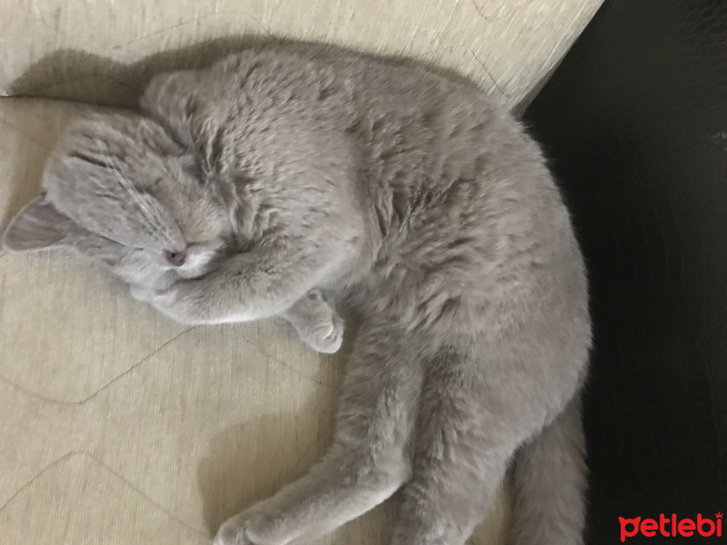 British Shorthair, Kedi  Minnoş  fotoğrafı