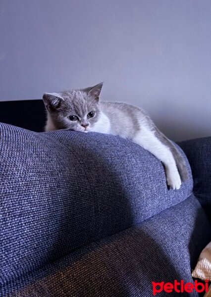 British Shorthair, Kedi  Saldıran efe fotoğrafı