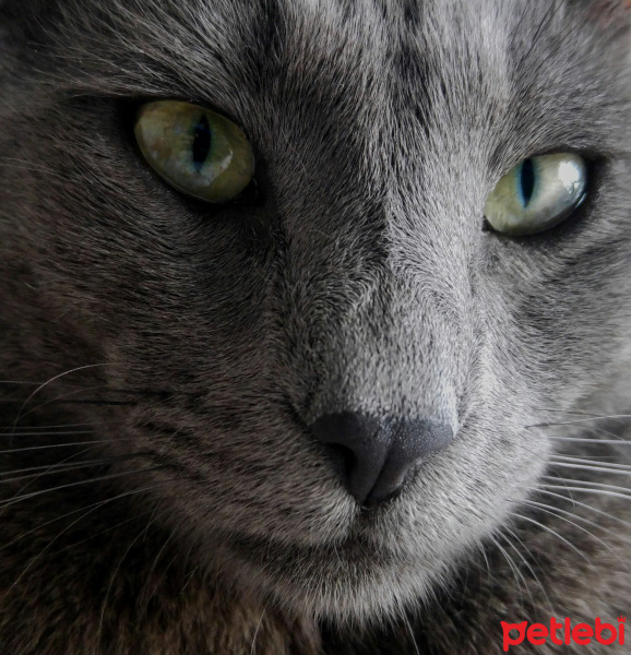 British Shorthair, Kedi  KUNTİZ fotoğrafı