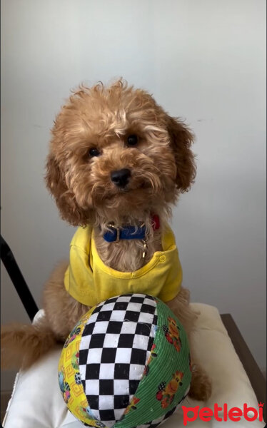 Poodle (Minyatür Kaniş), Köpek  Toffee fotoğrafı