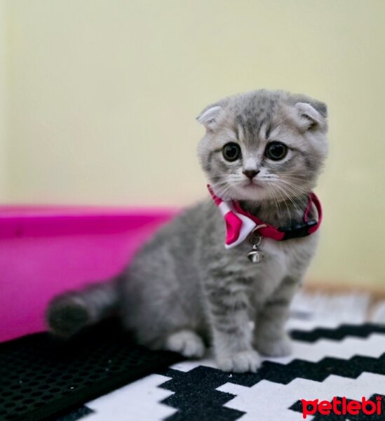 Scottish Fold, Kedi  Cikolata fotoğrafı