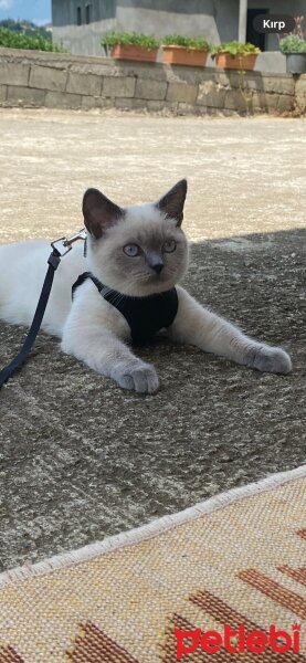 British Shorthair, Kedi  Kuki fotoğrafı