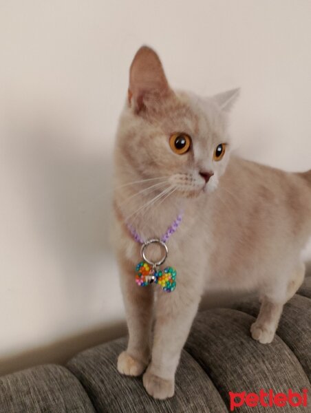 British Shorthair, Kedi  Tarçın fotoğrafı