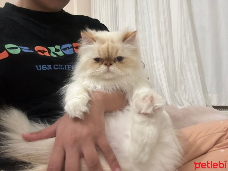 İran Kedisi (Persian), Kedi  Şumi fotoğrafı