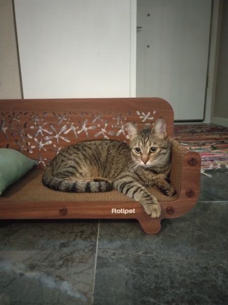 Tekir Kedi, Kedi  Kiraz fotoğrafı