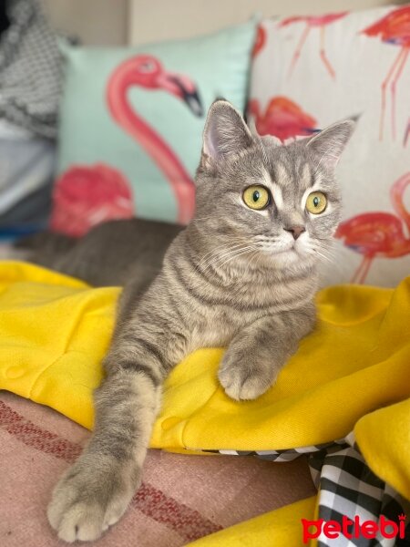 British Shorthair, Kedi  Mişa fotoğrafı