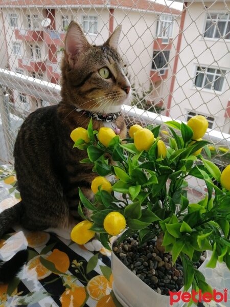 Tekir Kedi, Kedi  Boncuk fotoğrafı