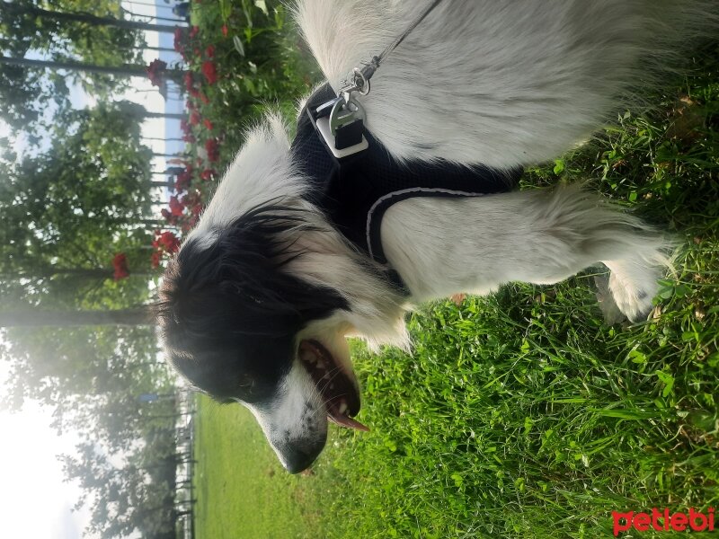 Border Collie, Köpek  SOSİS fotoğrafı