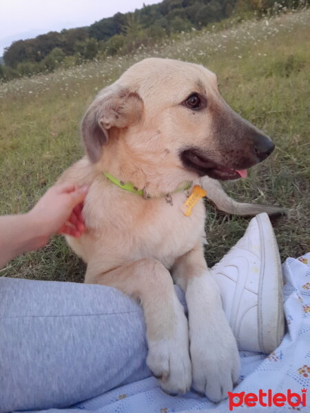 Sokö (Sokak Köpeği), Köpek  Badem fotoğrafı