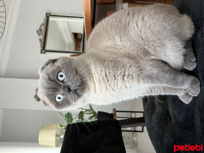 Scottish Fold, Kedi  Leo fotoğrafı