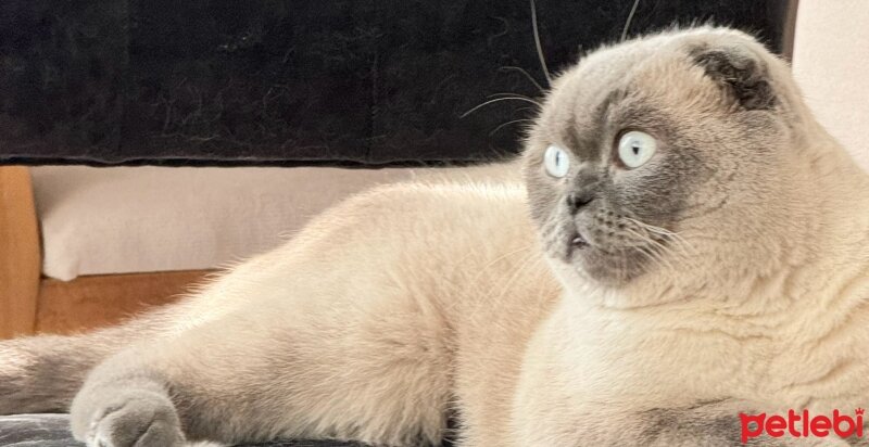 Scottish Fold, Kedi  Leo fotoğrafı