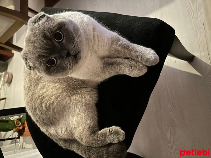 Scottish Fold, Kedi  Leo fotoğrafı