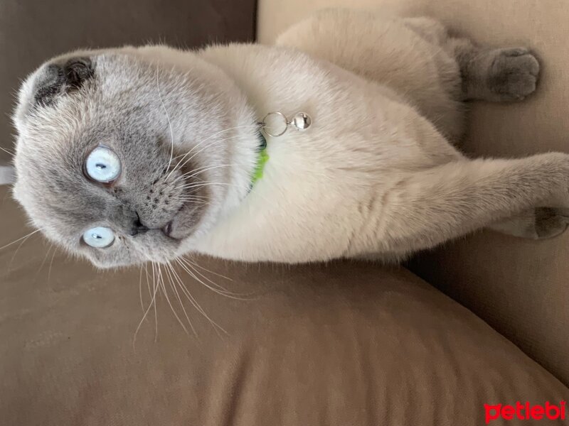 Scottish Fold, Kedi  Leo fotoğrafı