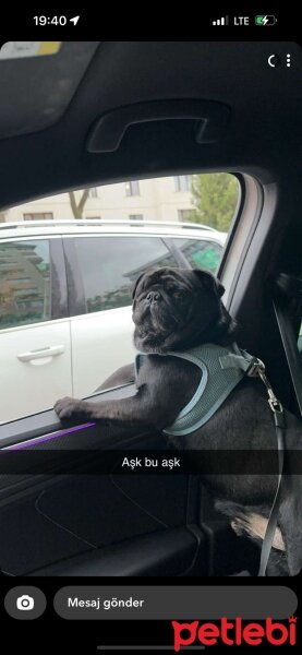 Pug, Köpek  Luis fotoğrafı